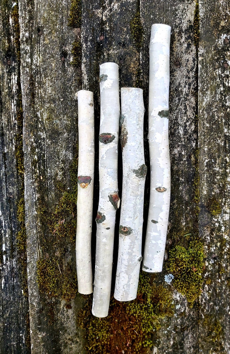 White birch branches logs natural birch tree log pole firewood Etsy