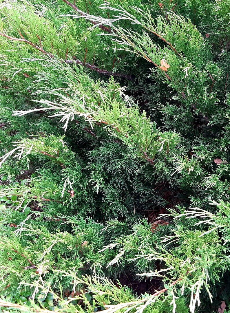 Real Natural Cedar Wood Branches Springs Evergreen Fresh Cut Etsy