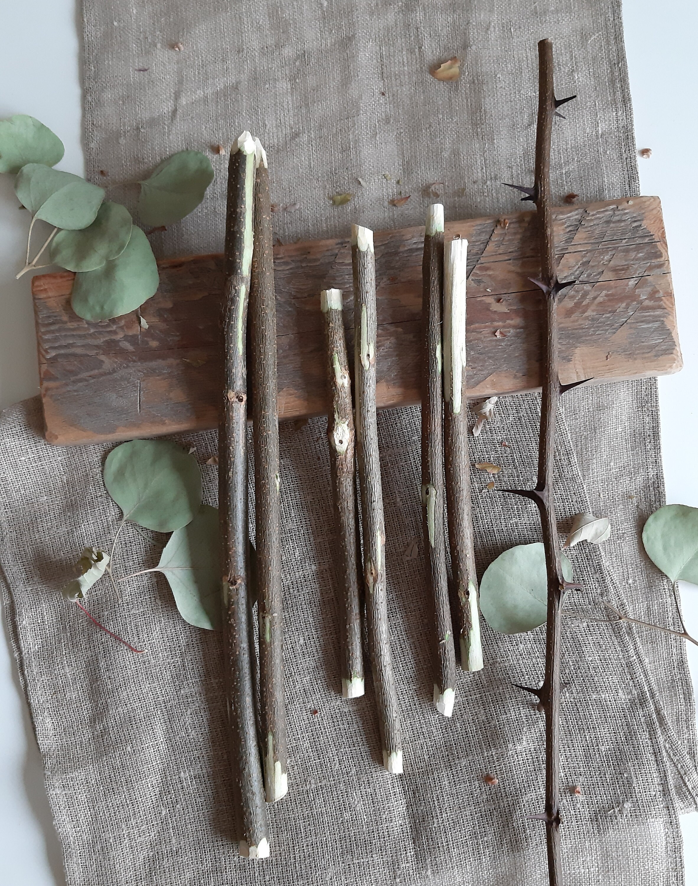 Wood wand acacia tree sticks supplies natural thorn tree Etsy