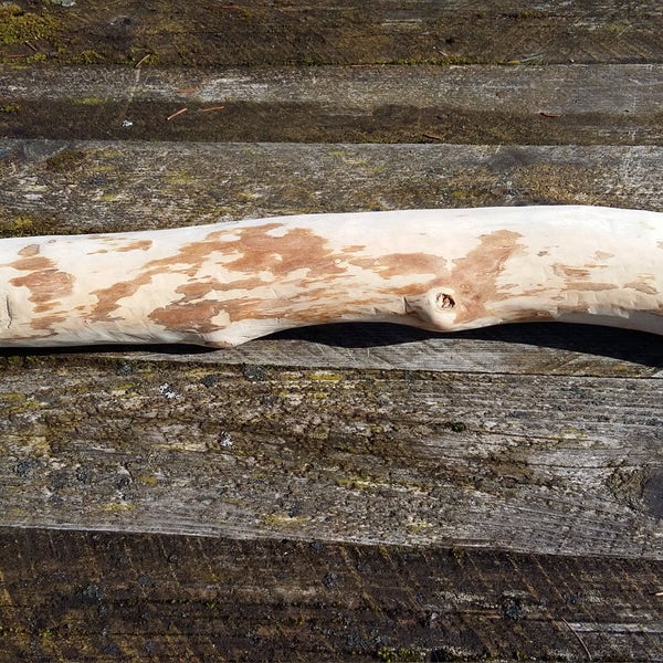 pine wood log stick dry wooden log natural home decor rustic primitive woodland forest finds peeled pine branch photo prop nature curious