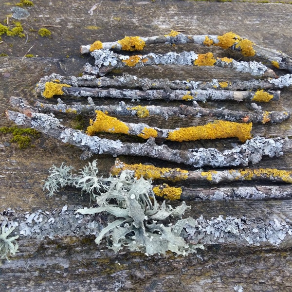 Twigs and Moss - Etsy