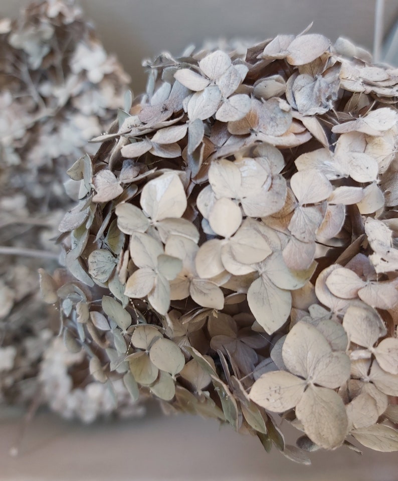 Dried Hydrangea Flowers Natural Confetti Hortensia Heads White Etsy