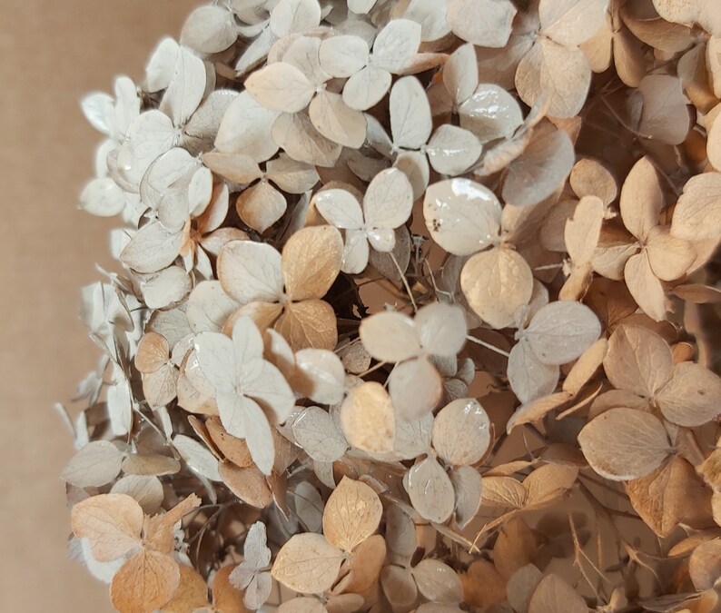 Dried Hydrangea Flowers Natural Confetti Hortensia Heads White Etsy