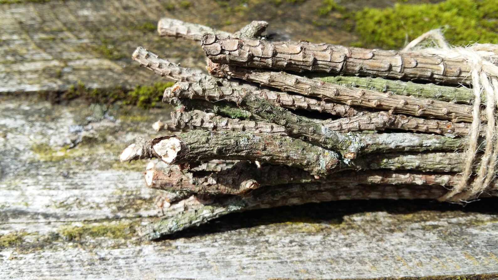 Natural pine tree sticks wooden twigs wood branches dried Etsy