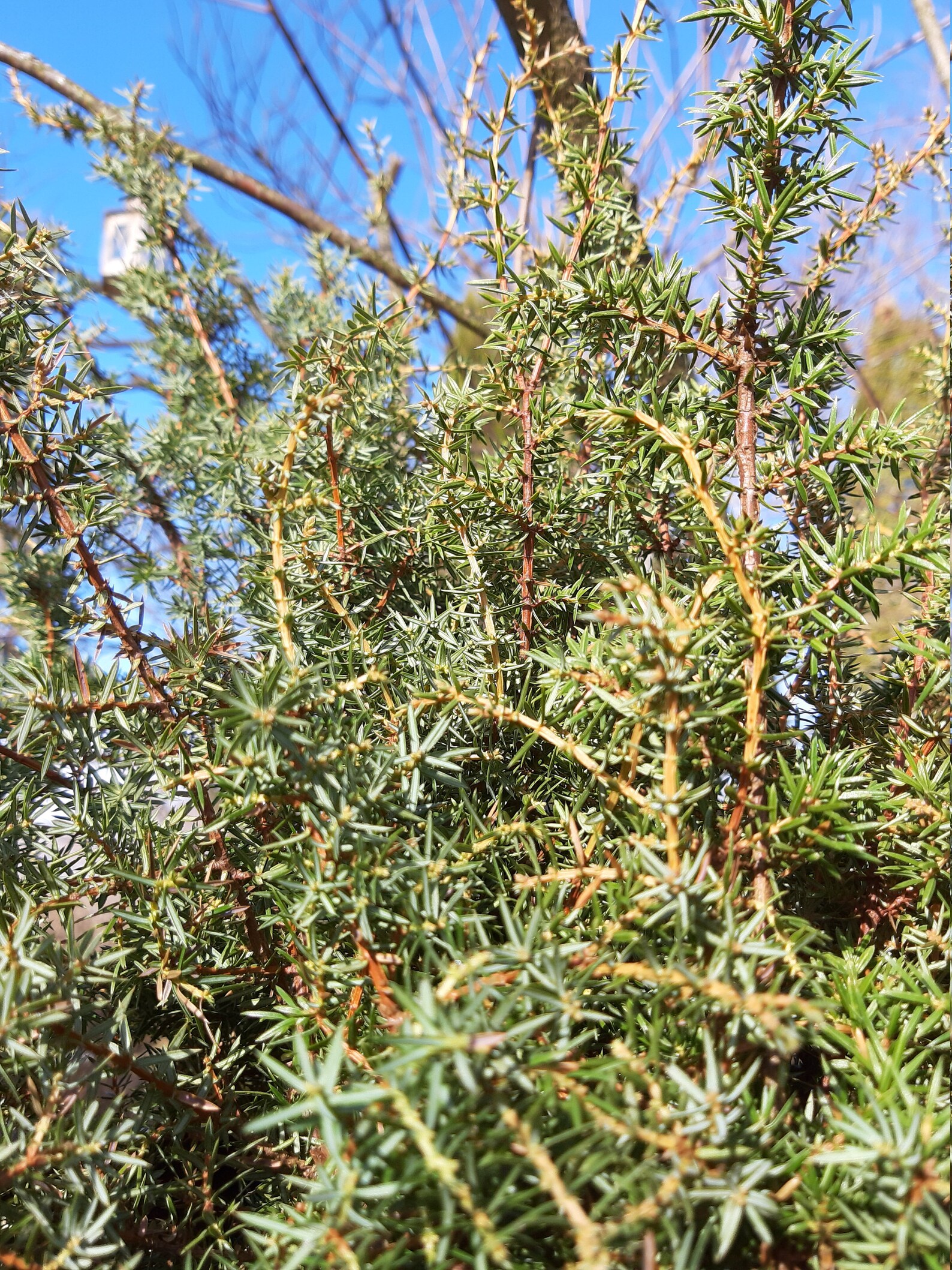 Juniper Tree Branch Natural Herbal Sacred Wood Magical Tool Etsy UK