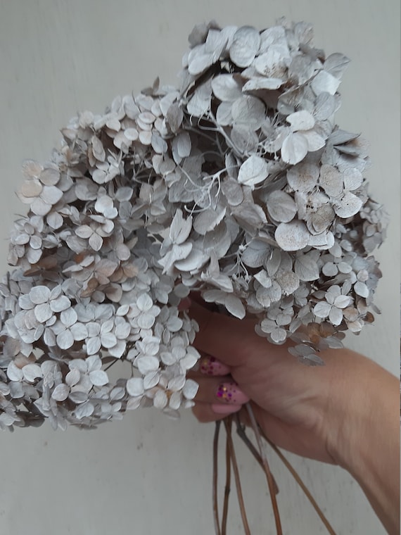 Dried Hydrangea Flowers Natural Confetti Hortensia Heads White