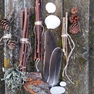 Ensemble de collection de curiosités naturelles étagère à bibelots kit de démarrage cabinet de curiosité naturel bizarrerie science biologie spécimen bois de lichen plage image 5