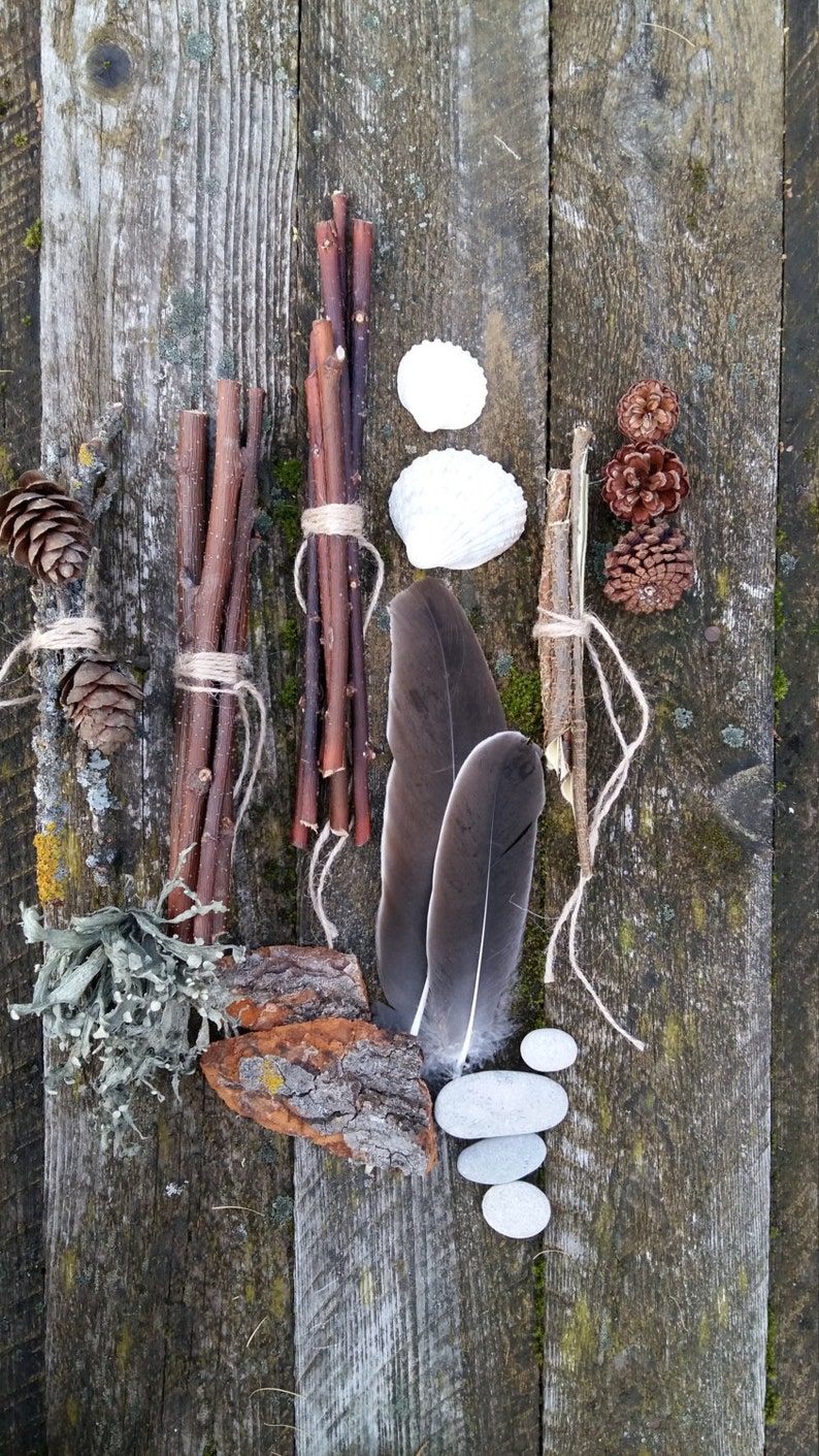 Ensemble de collection de curiosités naturelles étagère à bibelots kit de démarrage cabinet de curiosité naturel bizarrerie science biologie spécimen bois de lichen plage image 5