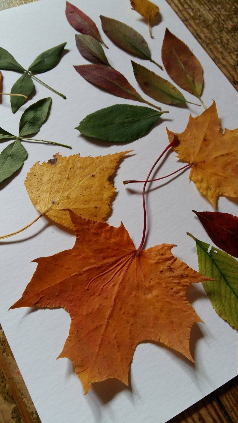 Commercio All'ingrosso Di Silicone Fiori Pressati In Resina Epossidica Per Prodotti Da Forno - Foto 9