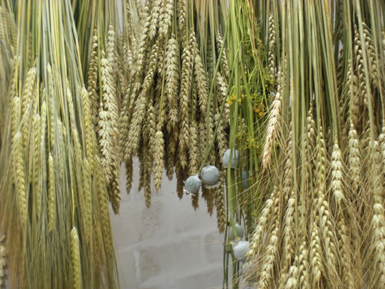 wheat bouquet rustic farm barn wedding bride bridesmaids maid of honor bouquet home decor dried ears of wheat grain ear natural decor eco image 5