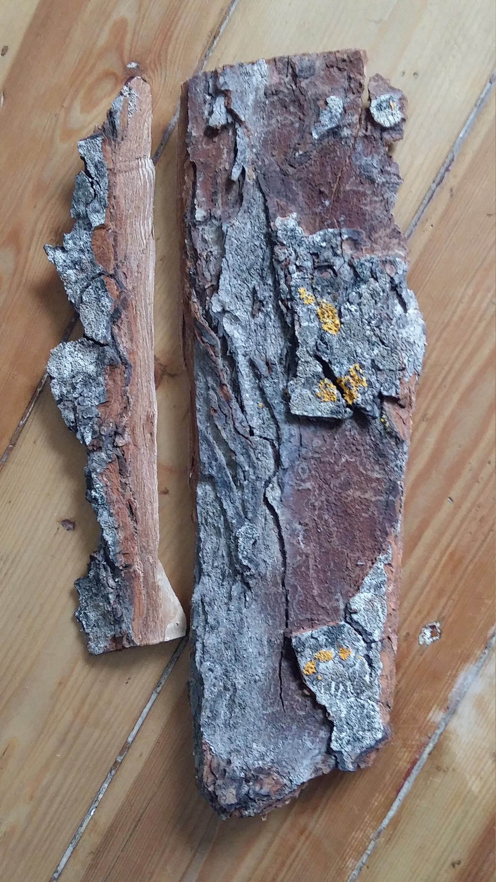 Terrarium bark supplies large bark sheets reptile tank decor Etsy