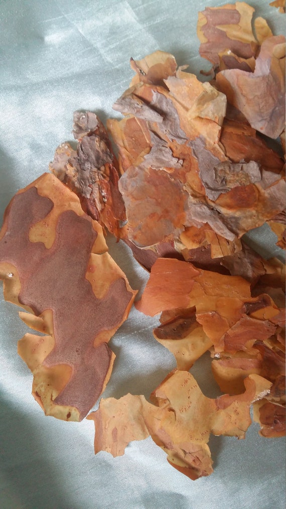 Tree Bark Natural Real Pine Bark Wooden Decor Reptile Tank Etsy