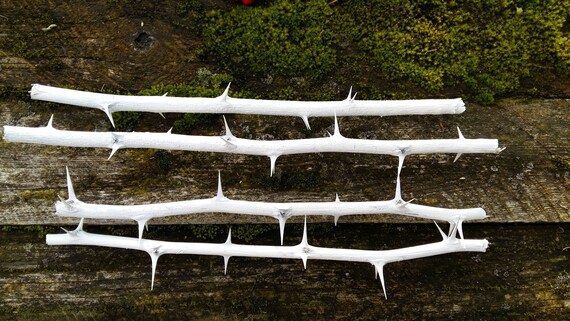 White Sticks Thorns Thorn Tree Branches Acacia Wood Natural Etsy
