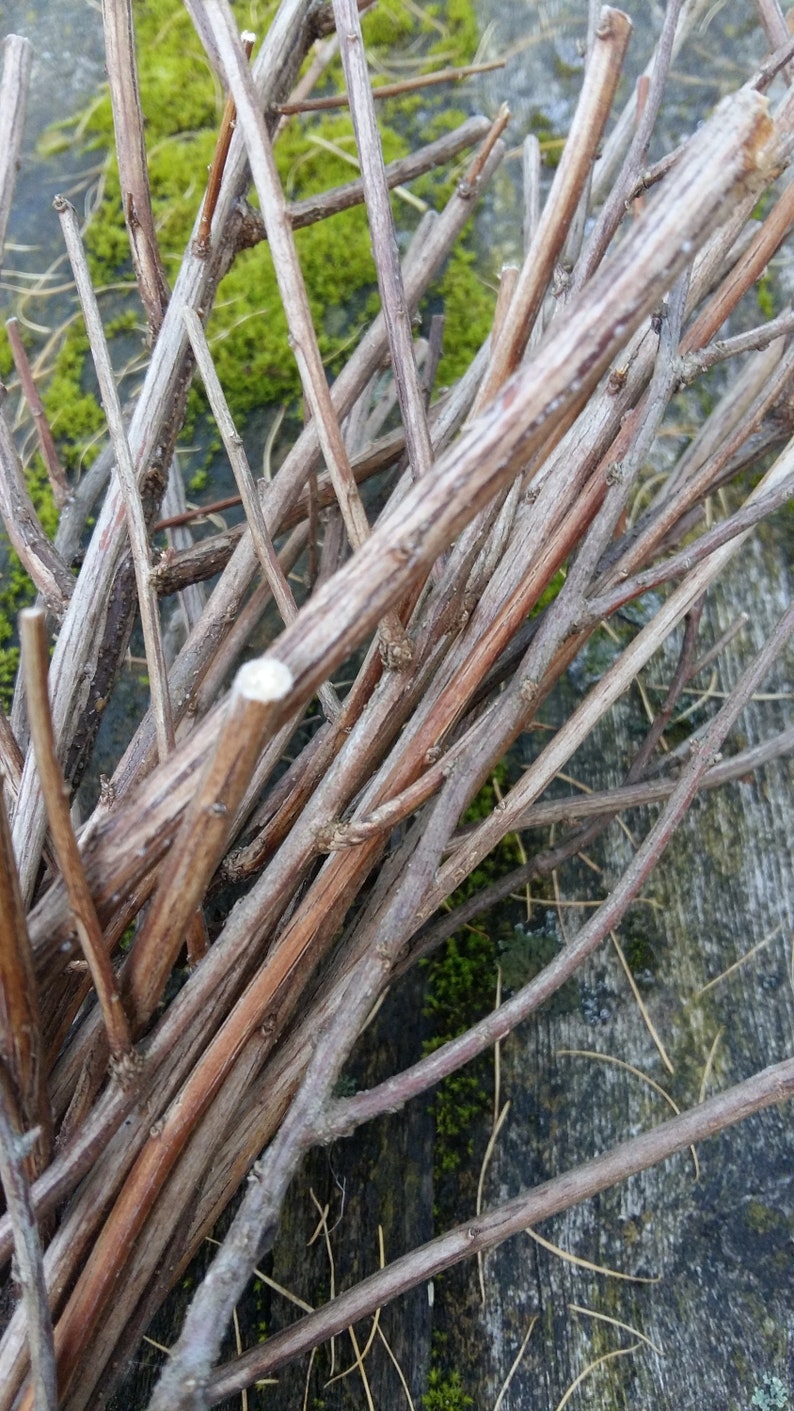 Natural Branches Decor Centerpiece Twigs for Display Vases Etsy