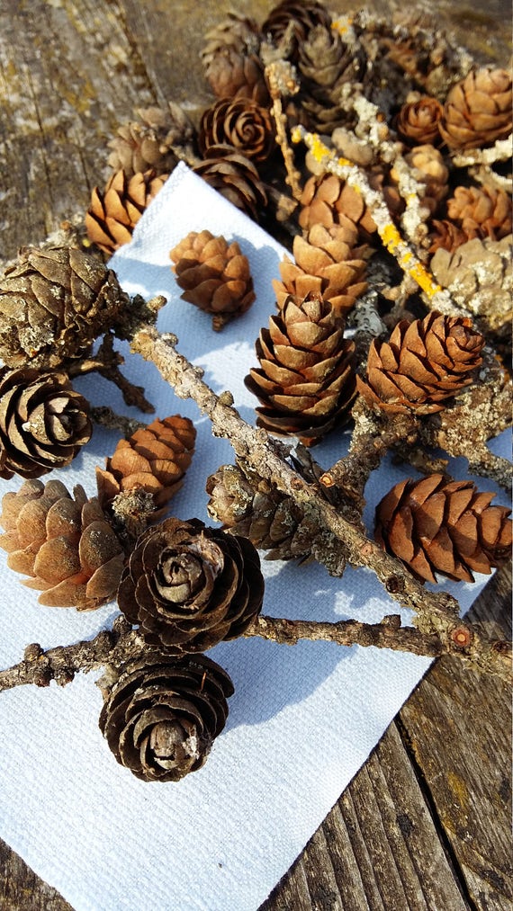 Larch Cones Small Pinecones W Moss Twigs Branches Natural Art Craft  Supplies Primitive Rustic Home Decor Woodland Forest Finds Fairy Garden 