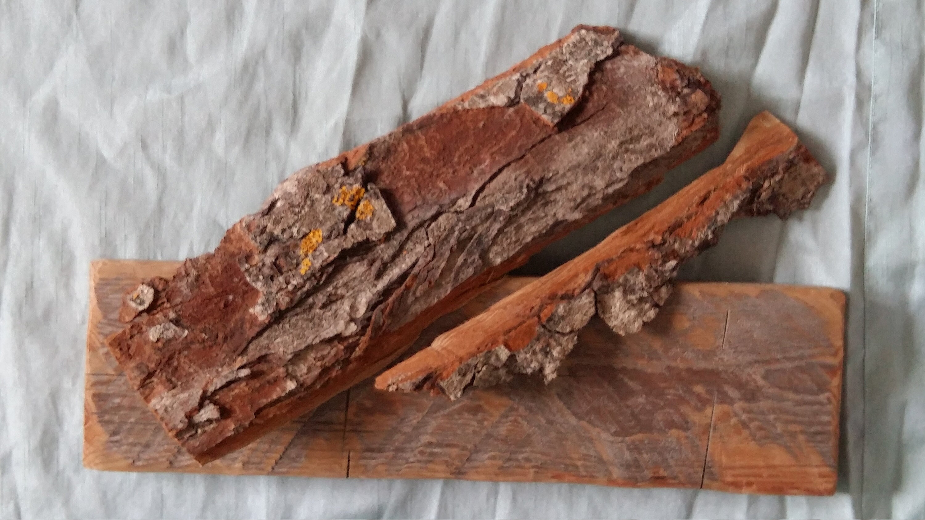 Terrarium bark supplies large bark sheets reptile tank decor Etsy