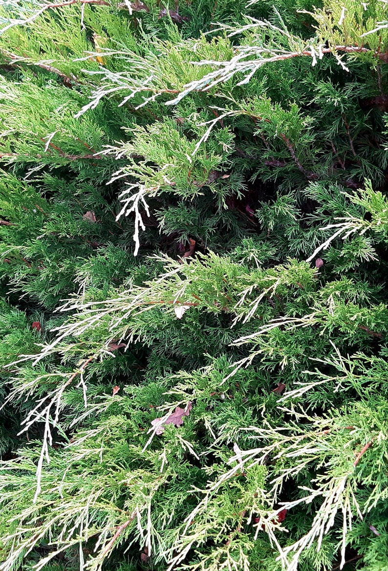 Real Natural Cedar Wood Branches Springs Evergreen Fresh Cut Etsy