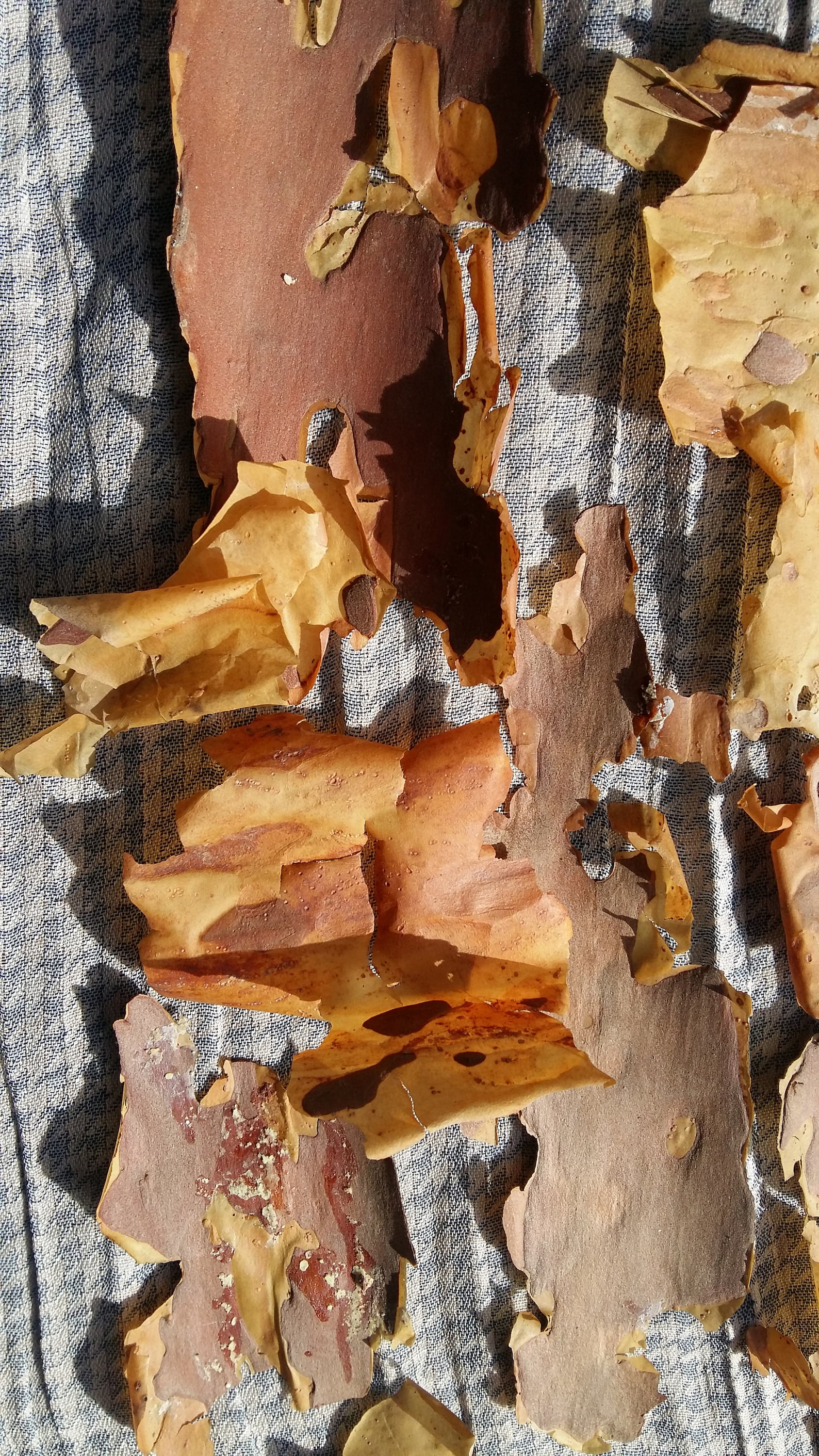Natural Bark Art Craft DIY Projects Supplies Pine Tree Bark Etsy