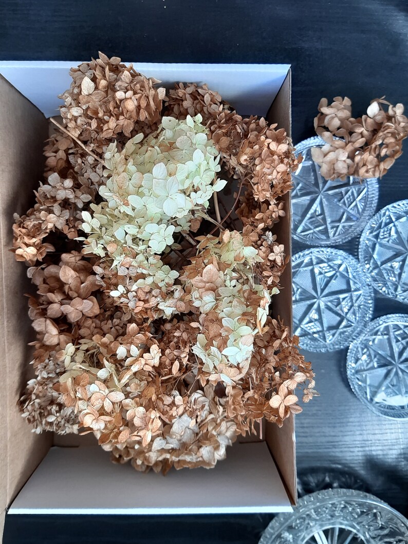 Dried Hydrangea Flowers Natural Confetti Hortensia Heads Brown Etsy