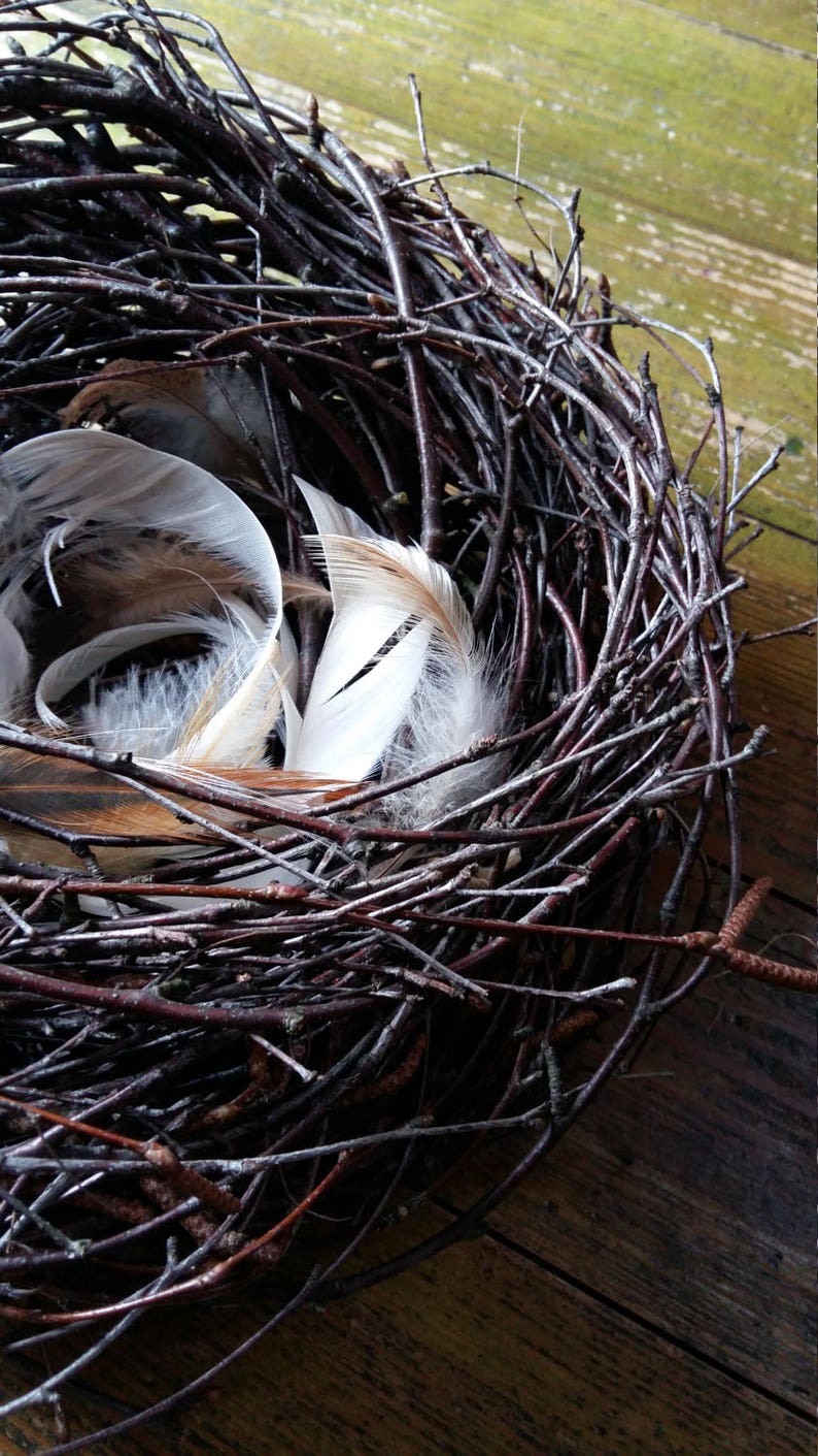 Birds Nest Natural Decor Birch Branches Twigs Rustic Home Etsy