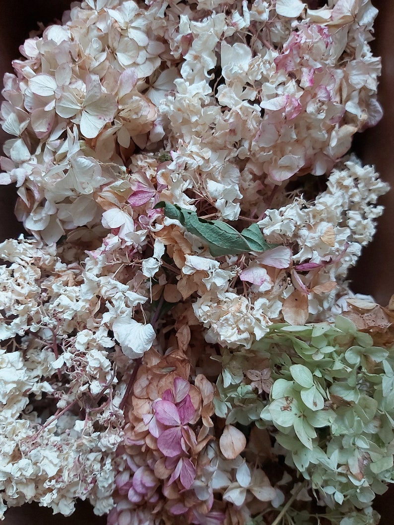 Dried Hydrangea Flowers Natural Confetti Hortensia Heads Brown Etsy UK