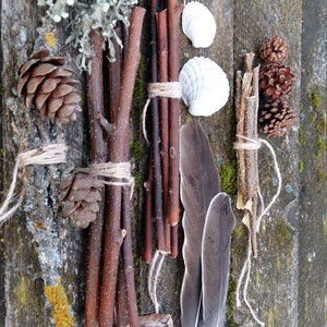 Ensemble de collection de curiosités naturelles étagère à bibelots kit de démarrage cabinet de curiosité naturel bizarrerie science biologie spécimen bois de lichen plage image 2