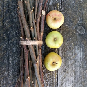 Crabapple wood sticks wild apple tree branches wooden twigs bundle natural rustic home decor craft supplies primitive woodland witch love