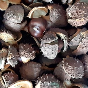 real natural horse chestnuts in shell craft supply dried simple rustic fall autumn decor farmhouse country house eco nature kids DIY set