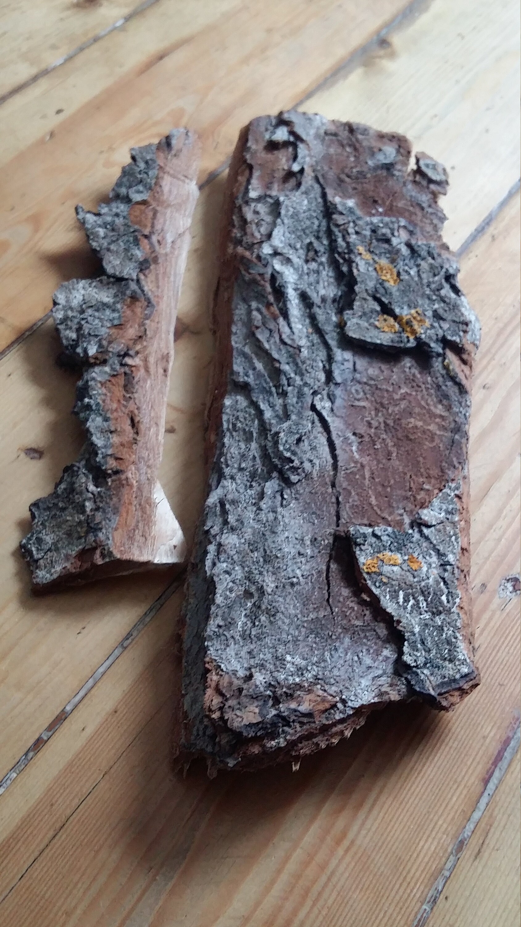 Terrarium bark supplies large bark sheets reptile tank decor Etsy