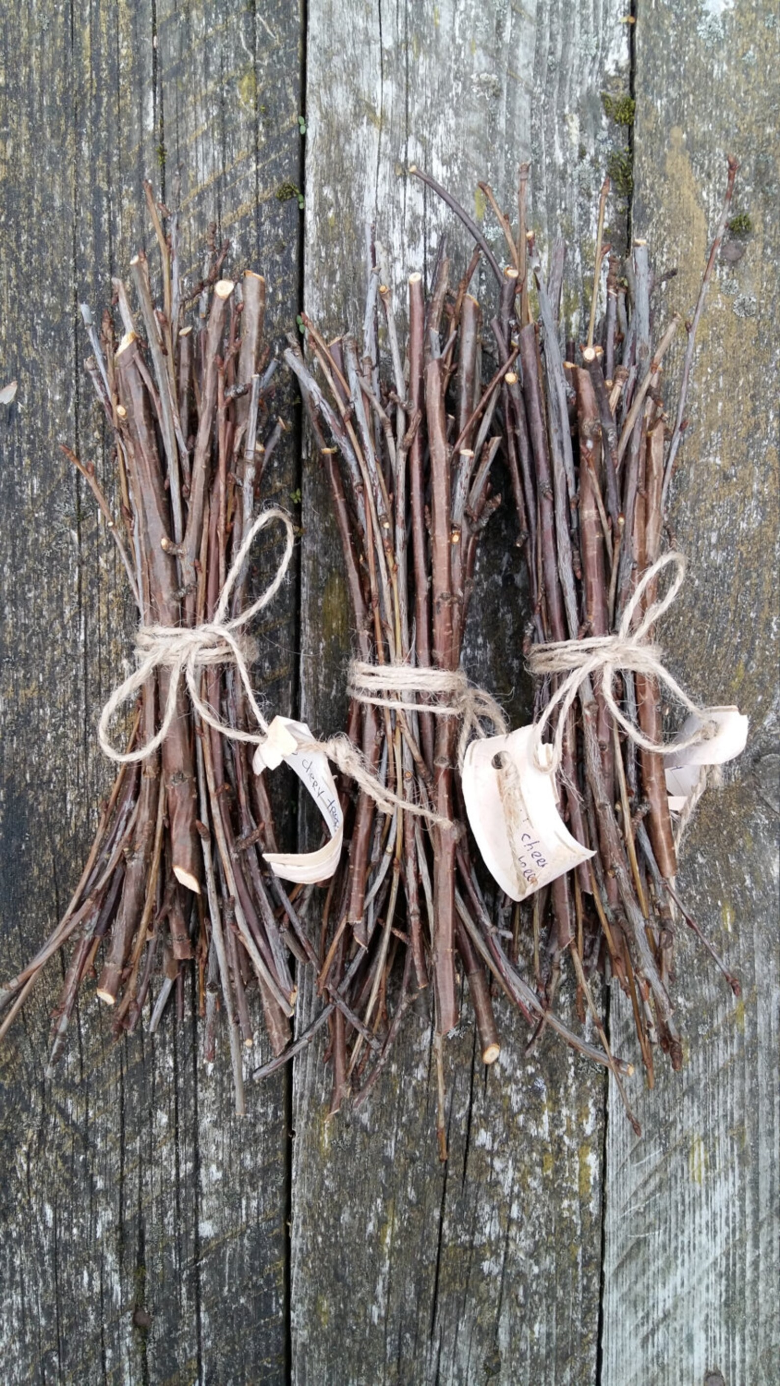 Natural tree branches stick of wood twigs wood branches wild Etsy