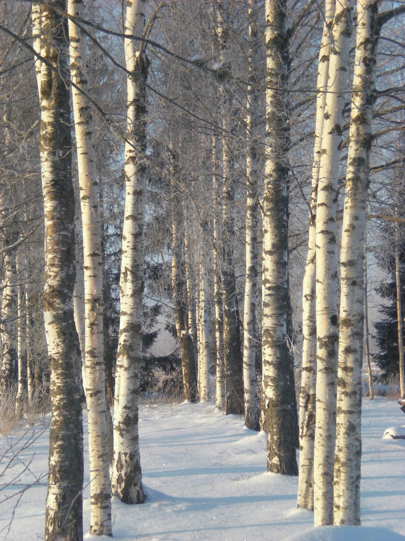 Birch Branches Hand Painted White Natural Twigs Minimalist Etsy