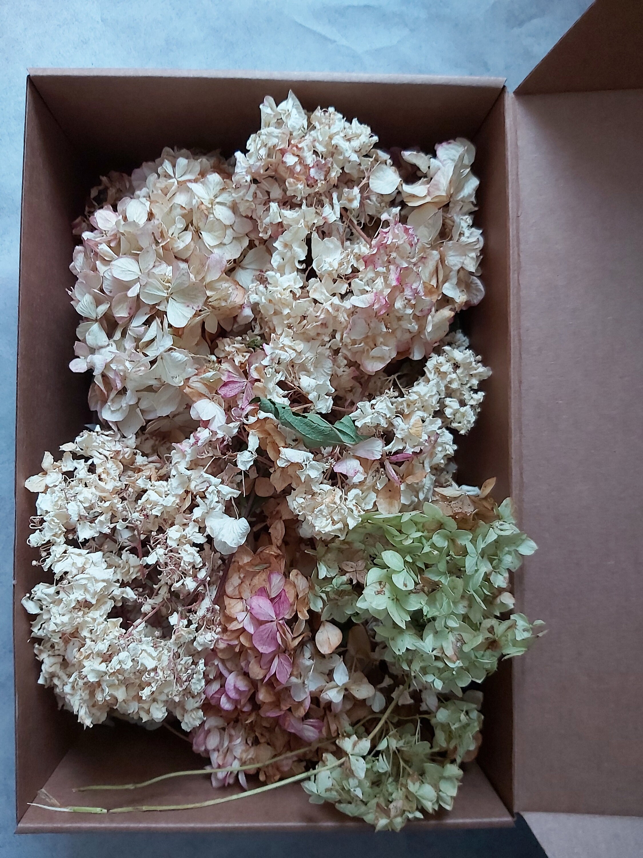 Dried Hydrangea Flowers Natural Confetti Hortensia Heads Brown Etsy