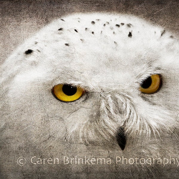 Snowy Owl, Bird Photography, Canvas Wall Art, Giclee, Fine Art Photography, Framed Print, Photo Greeting Card, Blank Note Card, Home Decor