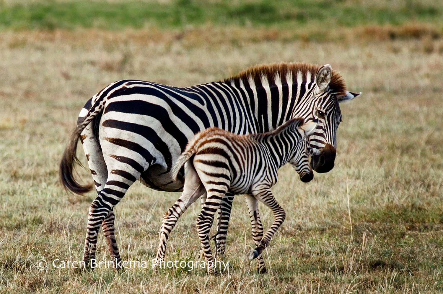 Newborn zebra colt with long skinny legs Wall Art, Canvas Prints