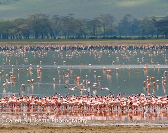 Tanzania Photography Flamingo Flock Stationery Photo Greeting Card Canvas Wall Art Blank Note Card Ngorongoro Crater Giclee