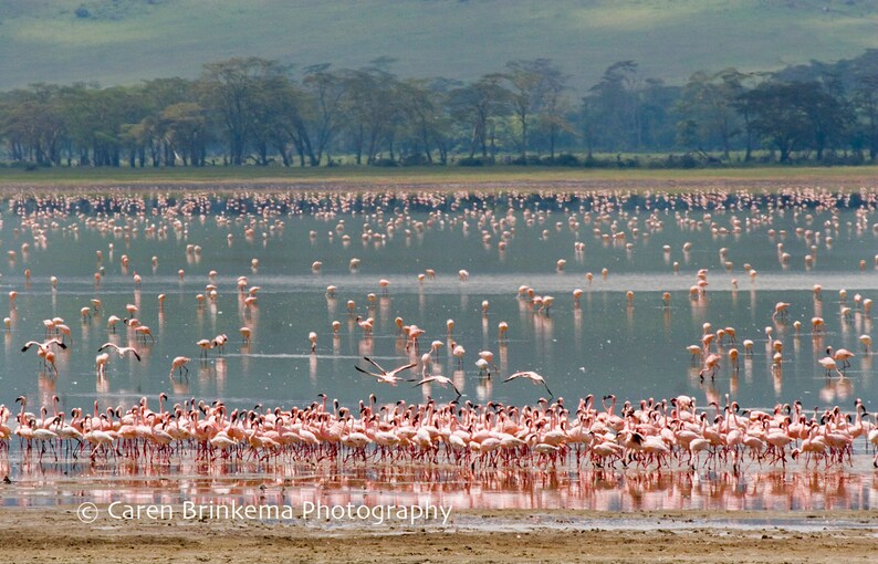 Tanzania Photography Flamingo Flock Stationery Photo Greeting Card Canvas Wall Art Blank Note Card Ngorongoro Crater Giclee