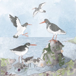 Pre-order Greeting card oystercatchers on blue 145mm square blank inside