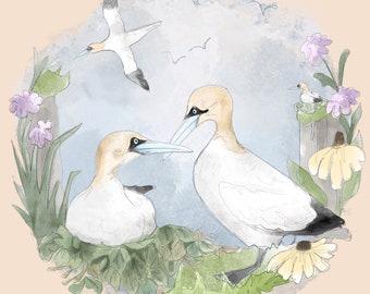 Pre-order Greeting card nesting gannets on taupe 145mm square blank inside