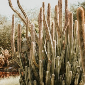 Organ Pipe Cactus in Arizona Desert Print for Digital Download image 2