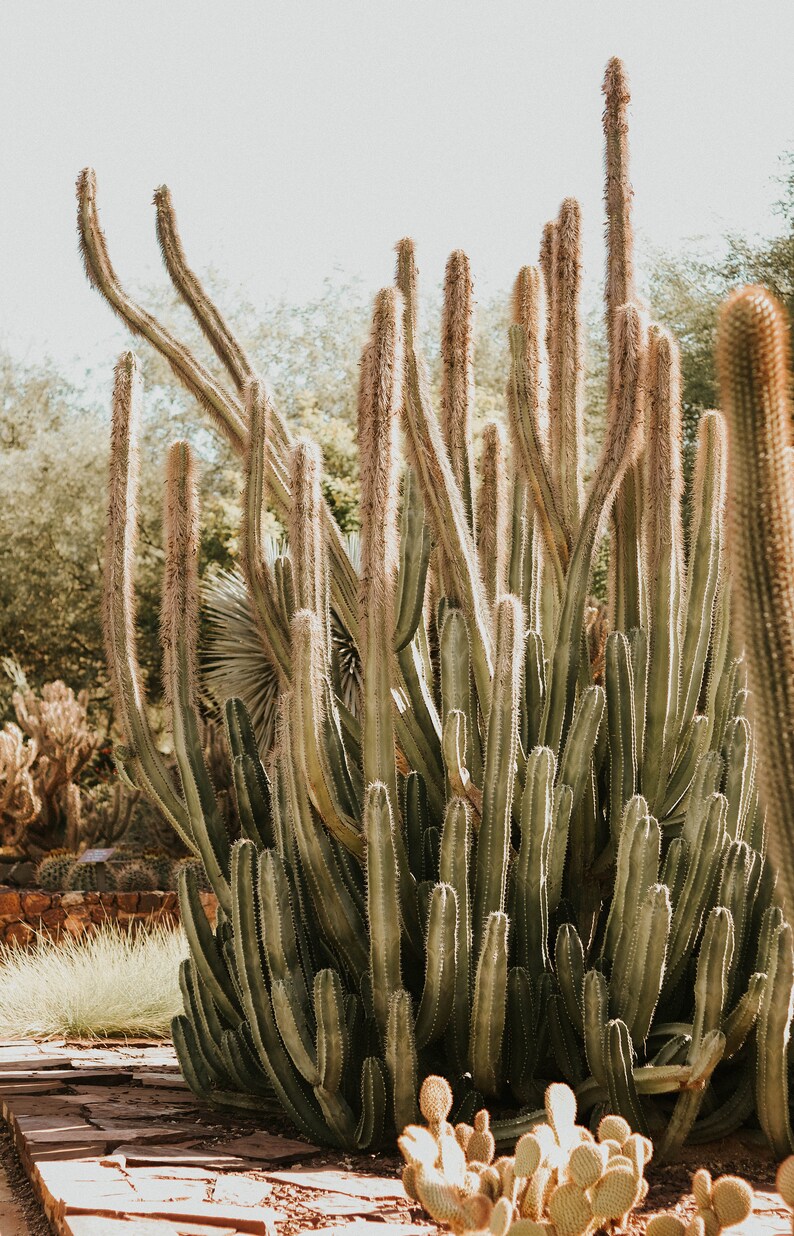 Organ Pipe Cactus in Arizona Desert Print for Digital Download image 2