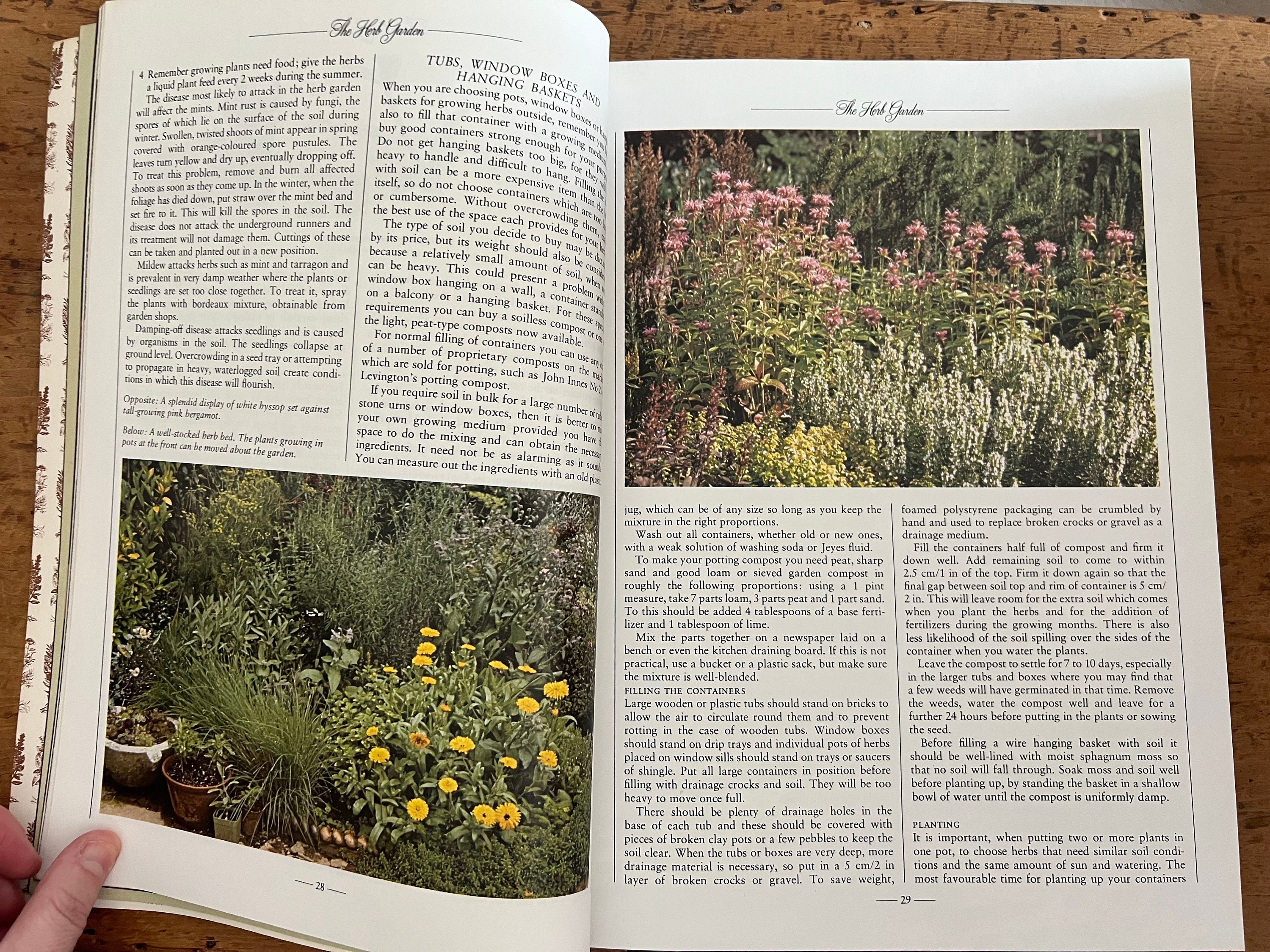 St Michael the Herb Book by Arabella Boxer and Philippa Back Etsy