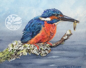 Ijsvogel, Giclee print van een originele aquarel en kleur Potlood illustratie.