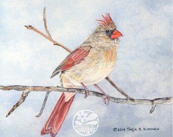 Noordelijke Kardinaal (vrouwelijk) - De druk van Giclee van originele aquarel/kleurenpotloodillustratie.