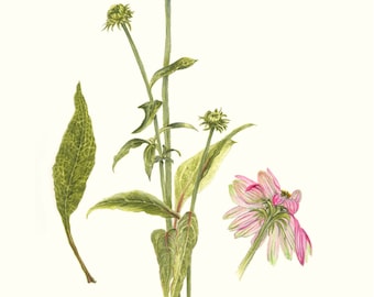 Echinacea purpurea - Eastern Purple Coneflower. Giclee print of an original Watercolor and Color Pencil Illustration.