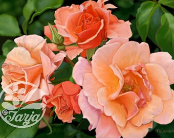 Vijf Rozen, De druk van Giclee van een originele digitaal geschilderde illustratie.