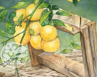 Citroenen, Giclee print van een originele aquarel illustratie.