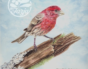 House Finch - Giclee print of original illustration.