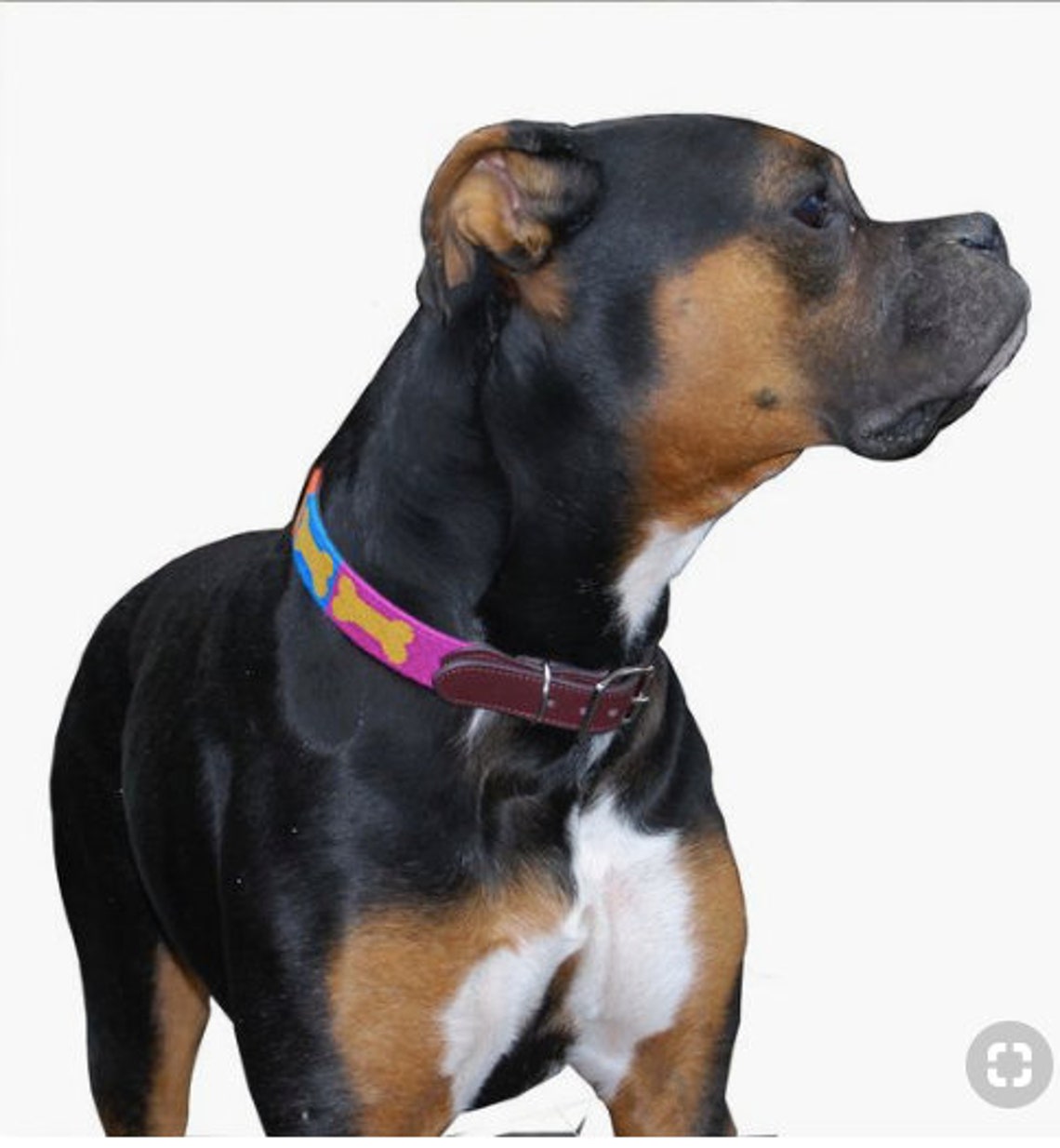 Dog Collar Needlepoint Dog Collar Handmade Stitched With Etsy