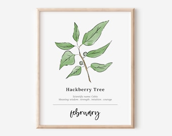 February Hackberry Tree Birth Wood Printable | Sketch & Watercolor Art
