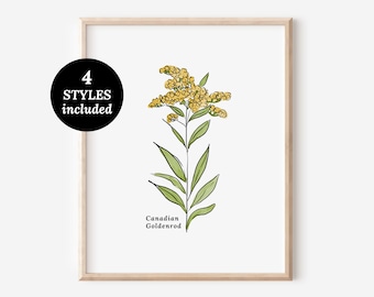 Canadian Goldenrod Flower Illustration Printables | 4 Styles Included Watercolor Antique Sketched Floral Decor
